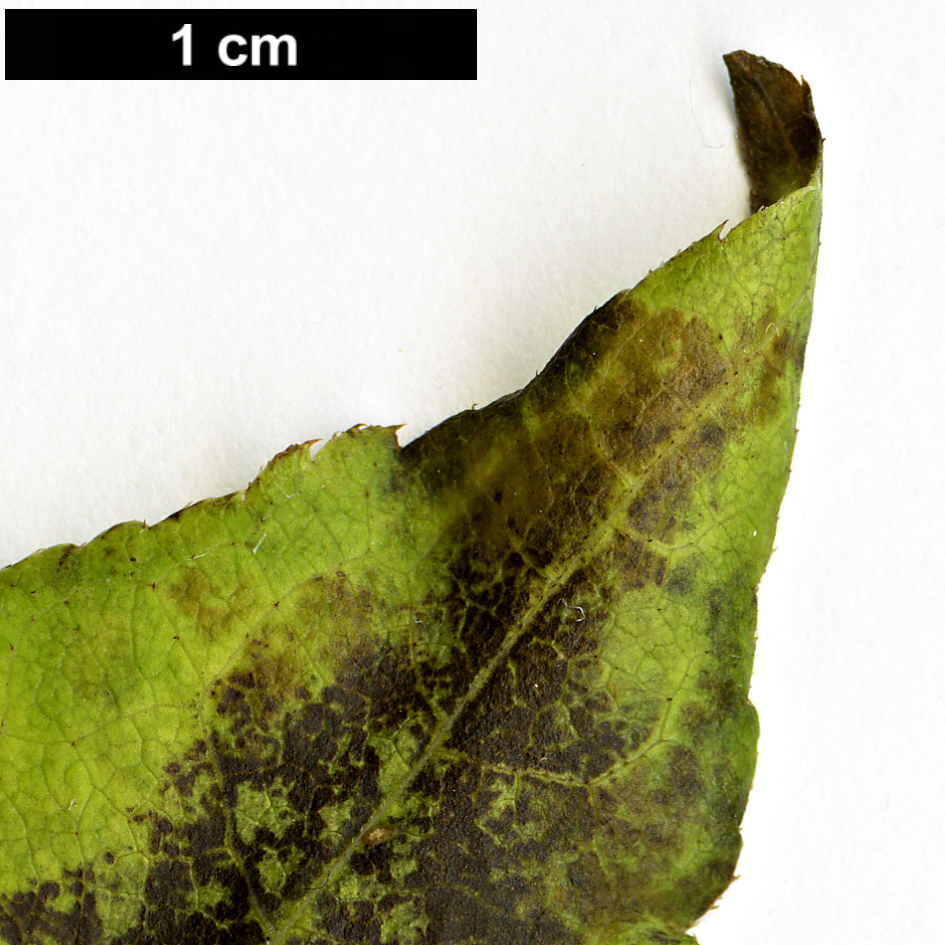 High resolution image: Family: Araliaceae - Genus: Eleutherococcus - Taxon: sessiliflorus